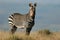 Cape Mountain Zebra