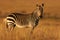 Cape Mountain Zebra