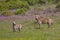 Cape Mountain Zebra amongst spring flowers