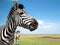 Cape mountain zebra close-up against the sky. Equus zebra in natural habitat