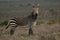 Cape mountain zebra (Equus zebra) Karoo National Park, South Africa