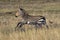 Cape Mountain Zebra Foal Running