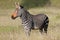 Cape mountain zebra in grassland