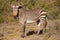 Cape mountain zebra in Karoo National Park, South Africa