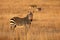 Cape mountain zebra in open grassland, Mountain Zebra National Park, South Africa