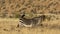 Cape mountain zebra with pied crow