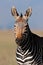 Cape Mountain Zebra portrait