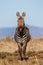 Cape Mountain Zebra staring at the camera