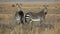 Cape Mountain Zebras