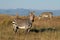 Cape mountain zebras in grassland