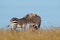 Cape mountain zebras in grassland