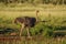 Cape Ostrich walking freely in a field in South Africa