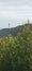 The Cape Otway Lighthouse seen though the trees at the Great Ocean Road in Australia