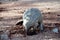 Cape Pangolin digging and eating ants