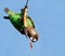 Cape Parrot eating on a dry branch