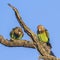 Cape Parrot in Kruger National park, South Africa