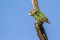 Cape Parrot in Kruger National park, South Africa