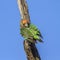 Cape Parrot in Kruger National park, South Africa