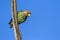 Cape Parrot in Kruger National park, South Africa