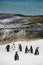 Cape penguins on Boulders beach