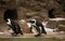 Cape penguins with stone background