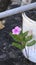 Cape periwinkle, graveyard plant, Madagascar periwinkle, bunga tapak dara