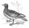 Cape Petrel or Cape Pigeon or Daption capense, vintage engraving