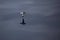 Cape petrel, Drake Passage, Antarctic