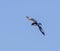 Cape Petrel flies with bright blue sky background near Antarctica