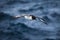 Cape petrel flies over ocean near Antarctica