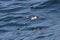 Cape petrel flying over the ocean