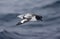 Cape Petrel, Kaapse Stormvogel, Daption capense