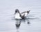 Cape Petrel Pintado Paradise Bay Skintorp Cove Antarctica