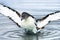 Cape Petrel Pintado Stretching Wings Paradise Bay Skintorp Cove Antarctica