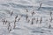 Cape petrels - Daption capense - flock of seabirds in Antarctica