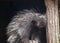 Cape porcupine South African Hystrix africaeaustralis