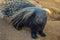 Cape porcupine or South African porcupine  Hystrix africaeaustralis  in a zoo with white sharp spines and inconspicuous tail