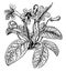 Cape Primrose vintage illustration