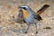 Cape Robin Bird