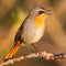 Cape robin chat