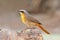 Cape robin chat