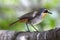 Cape Robin Chat