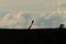 Cape robin chat silhouette perching on a dry wood.