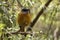 Cape Rock Thrush Monticola rupestris