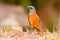 Cape rock thrush sitting in the sun