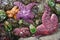 Cape Scott Provincial Park on Vancouver Island, Purple and Orange Starfish on Rock at San Josef Bay, British Columbia, Canada