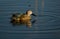 A cape shoveler photographed in South Africa