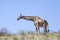 Cape or South African Giraffe Giraffa camelopardalis giraffa Kgalagadi Transfrontier Park, Kalahari, Northern Cape, South Africa