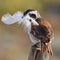 Cape Sparrow or Mossie