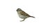 Cape sparrow, Passer melanurus